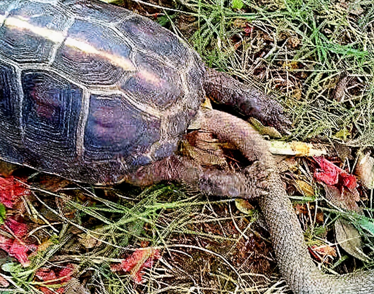 The tortoise was entangled in the snake, thinking it was inevitable to die, after sticking its head out of the turtle shell, a counter-kill - iNEWS