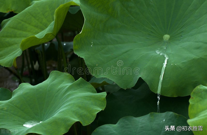 仲夏荷叶雨露七首：盈盈荷上露，满池荷叶捧真珠-第6张图片-诗句网