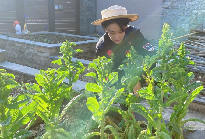 张馨予嫁人后点亮新技能，化身“种菜小能手”，豪宅花园变菜园