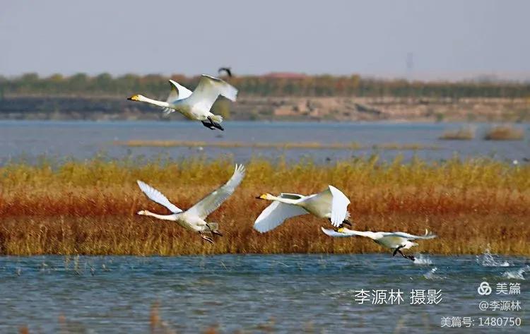 寒烟轻笼，白鹤戏水，民勤石羊河国家湿地公园宛如仙境一般