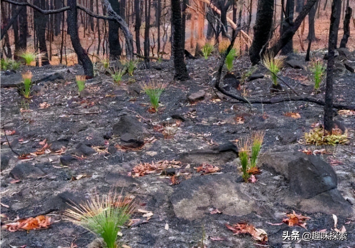 火灾之后，澳洲桉树占据有利条件疯狂生长，将野火变成了繁殖优势