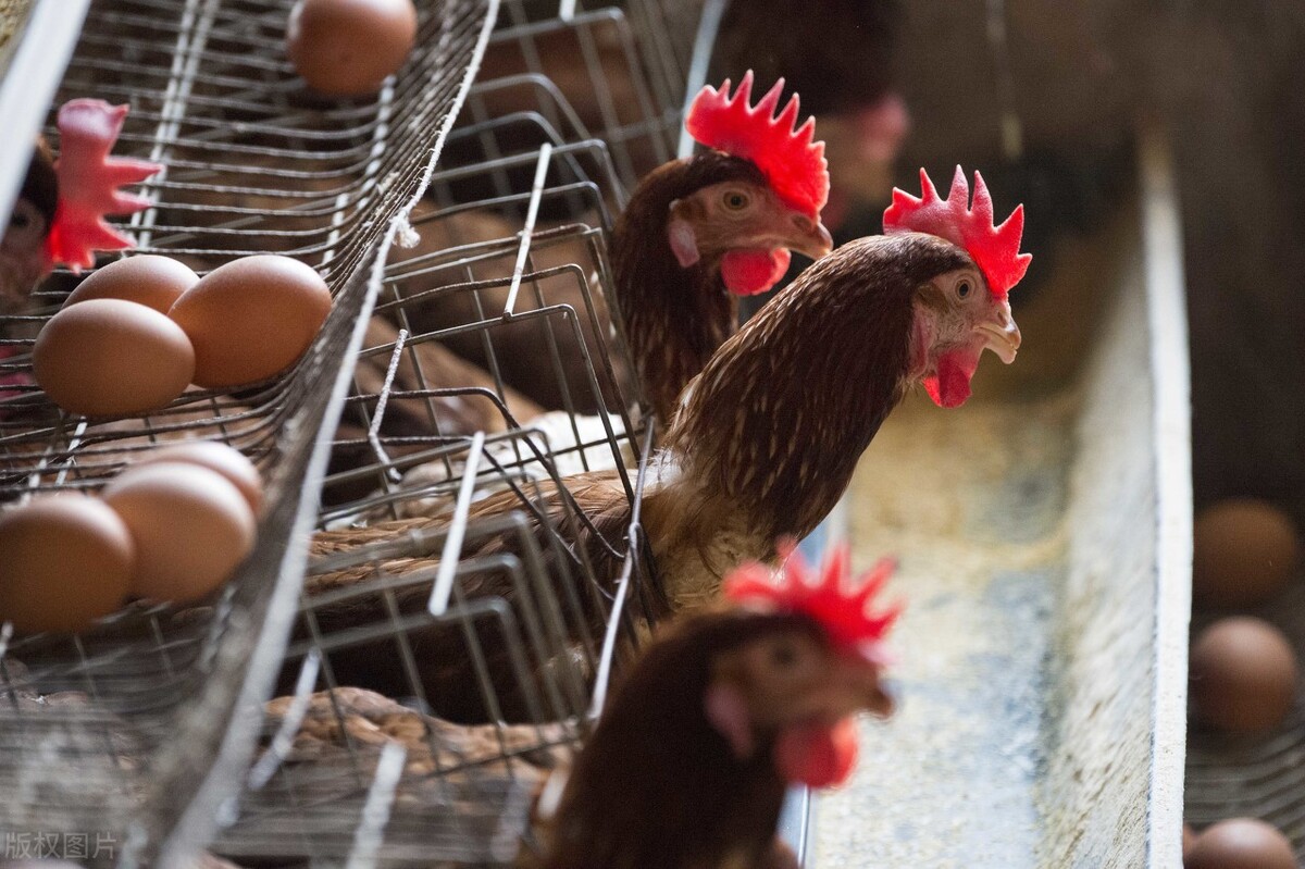 鸡群产蛋下降的原因是什么？这7点因素要注意