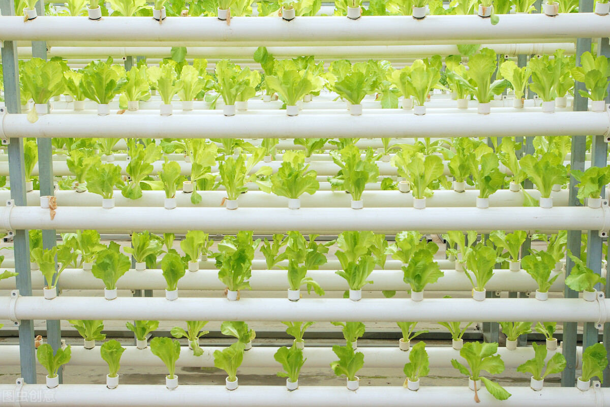 What should I do if hydroponic plants are not growing well and yellow