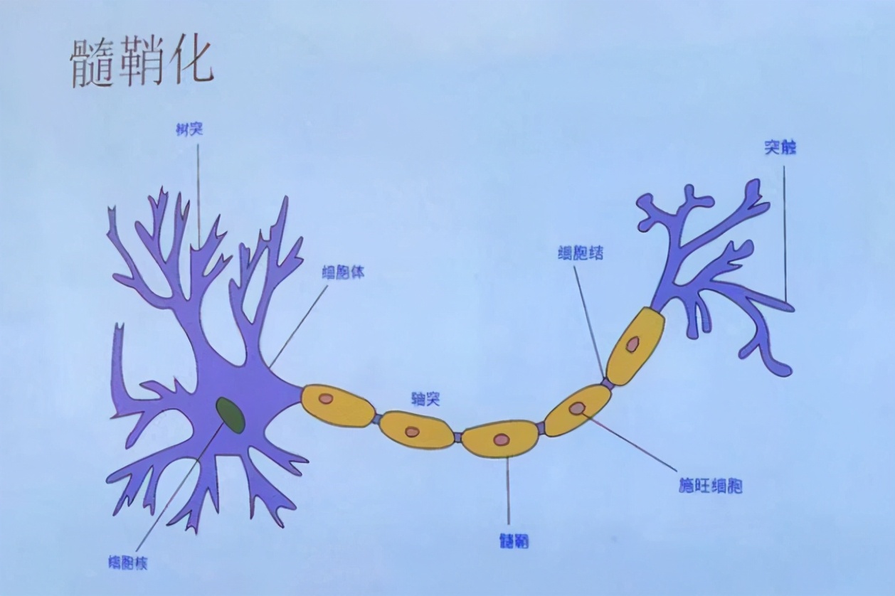 李玫瑾教授:孩子成绩的好坏,问题不在于智力,而在于注意力