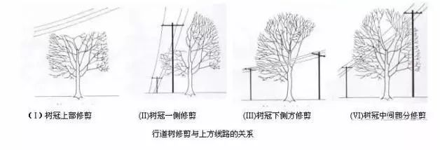 园林景观-乔木、灌木、藤本植物养护技术规范