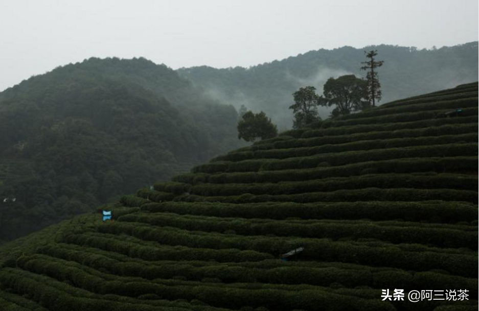 Ma Yun you should retire, had asked these tea grower brother? 