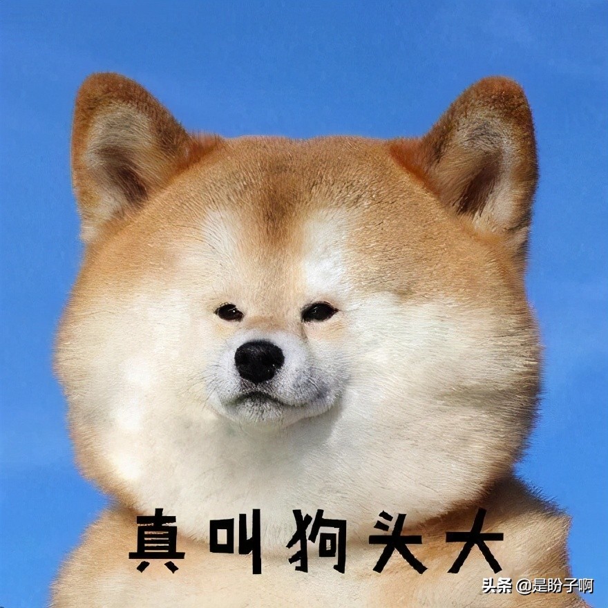 周扬青和罗志祥复合了，又在综艺和陈伟霆甜蜜