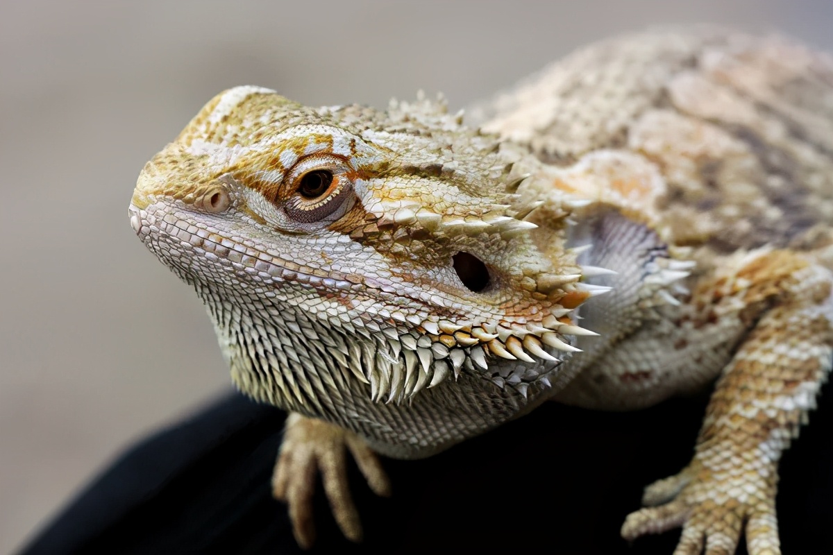 你了解这么多鬃狮蜥蜴你也喜欢养-深圳市壹叁神话宠物商贸有限公司