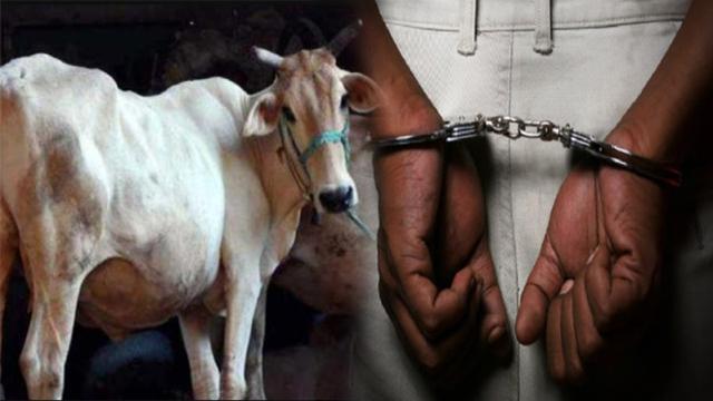 印度一男子涉嫌强奸母牛被逮捕，类似案件今年
