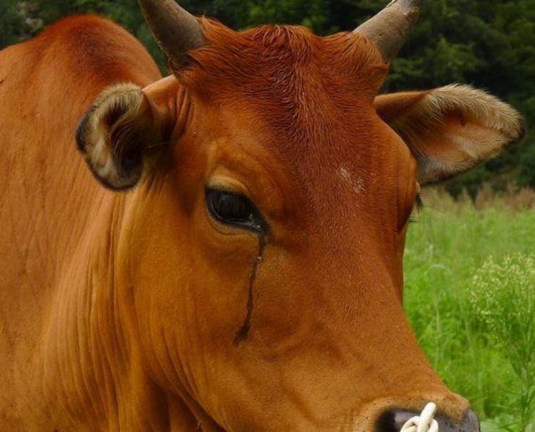 为什么农村杀牛时，要蒙住牛的眼睛？听听农民