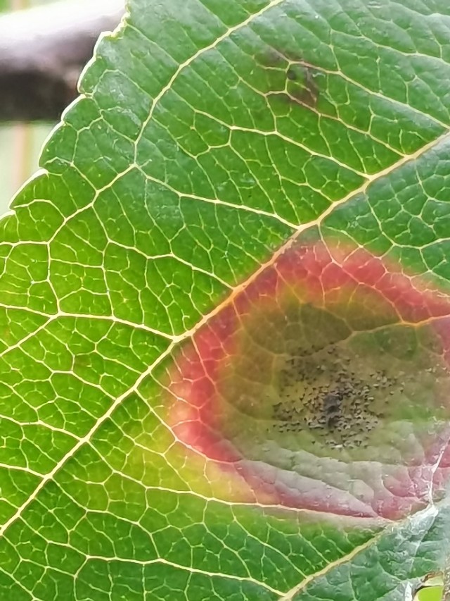 如何用园林栽培技术防治园林植物病虫害