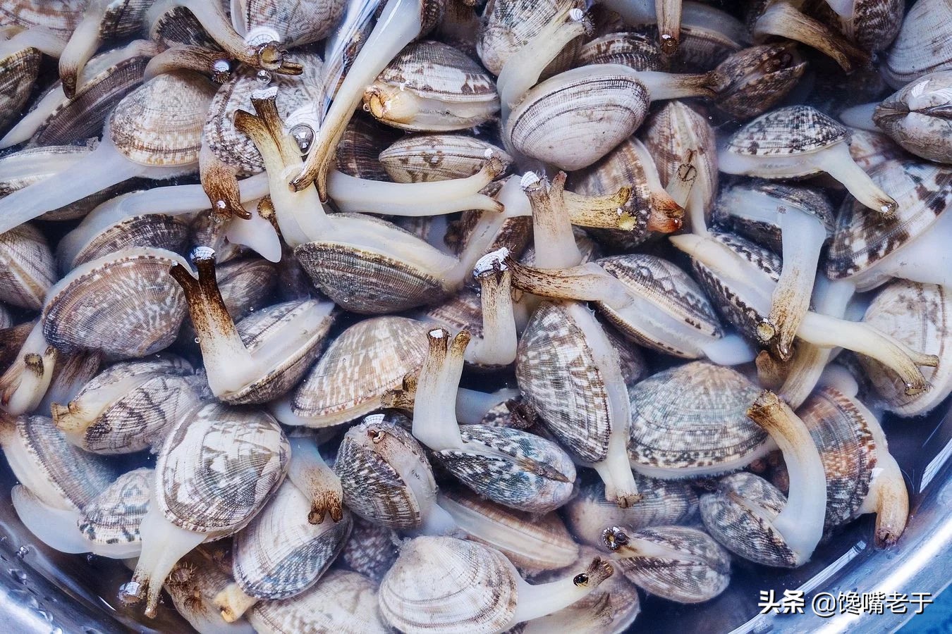 When washing clams don't just soak in salt water, the old fisherman