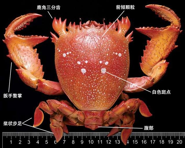 蟹考记（二）——图鉴全球各种常见食用蟹B