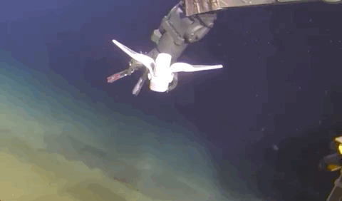 浙大機器魚登Nature封面！22cm身段，探索地球最深海溝