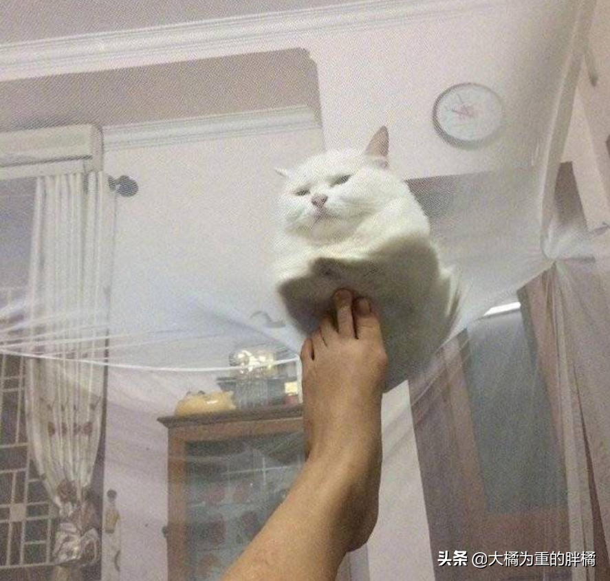 Feline Mi loves to sniff host smelly leg, "Above " hind bite a foot, master one foot spurn, it still holds out bear grudges