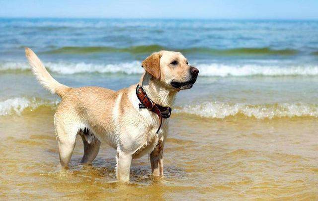辟谣！狗狗天生会游泳，直接扔下水也不会被淹？