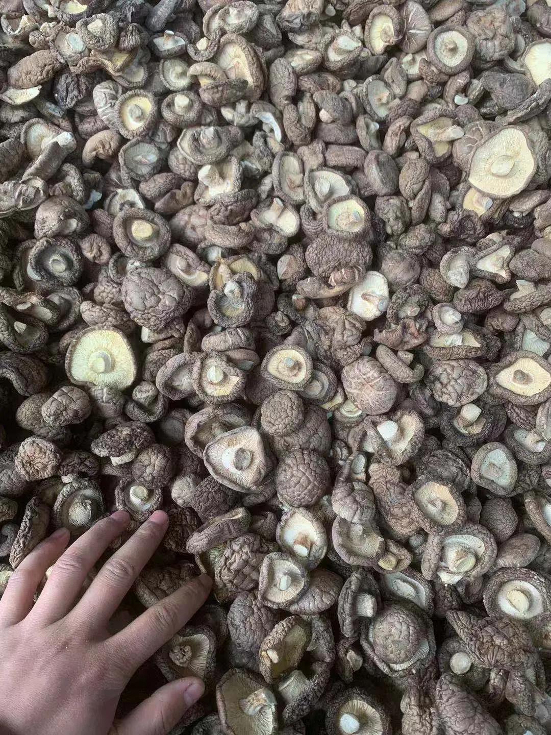 90后小伙返乡创业卖香菇，一亩田开店不到一个月交易额超15万