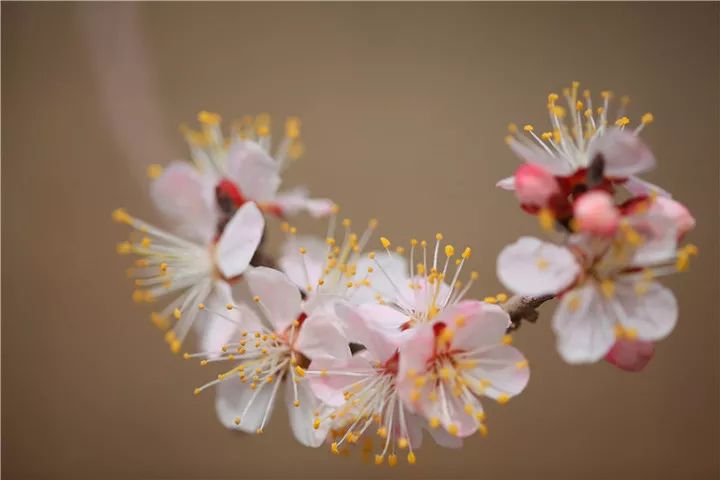 杏花诗词，惊艳了整个春天-第5张图片-诗句网