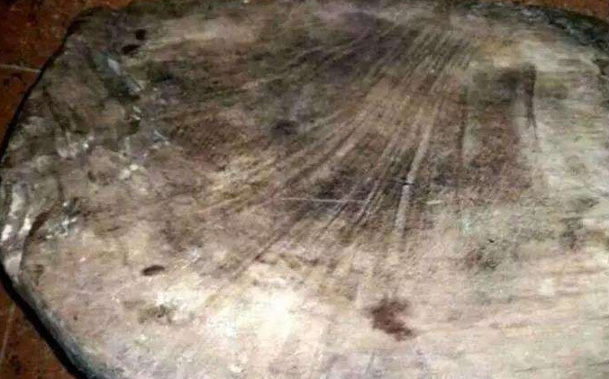 四川小伙在家找出一旧菜板，上百年未开裂，专
