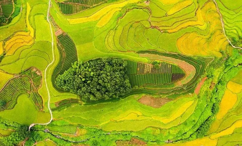 高粱红了！稻子黄了！泸州田野“丰”景如画~