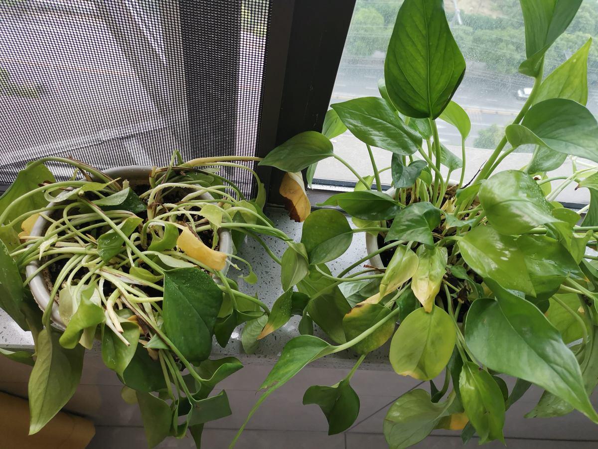 Remember the distress signal of flowers and plants", don't let the