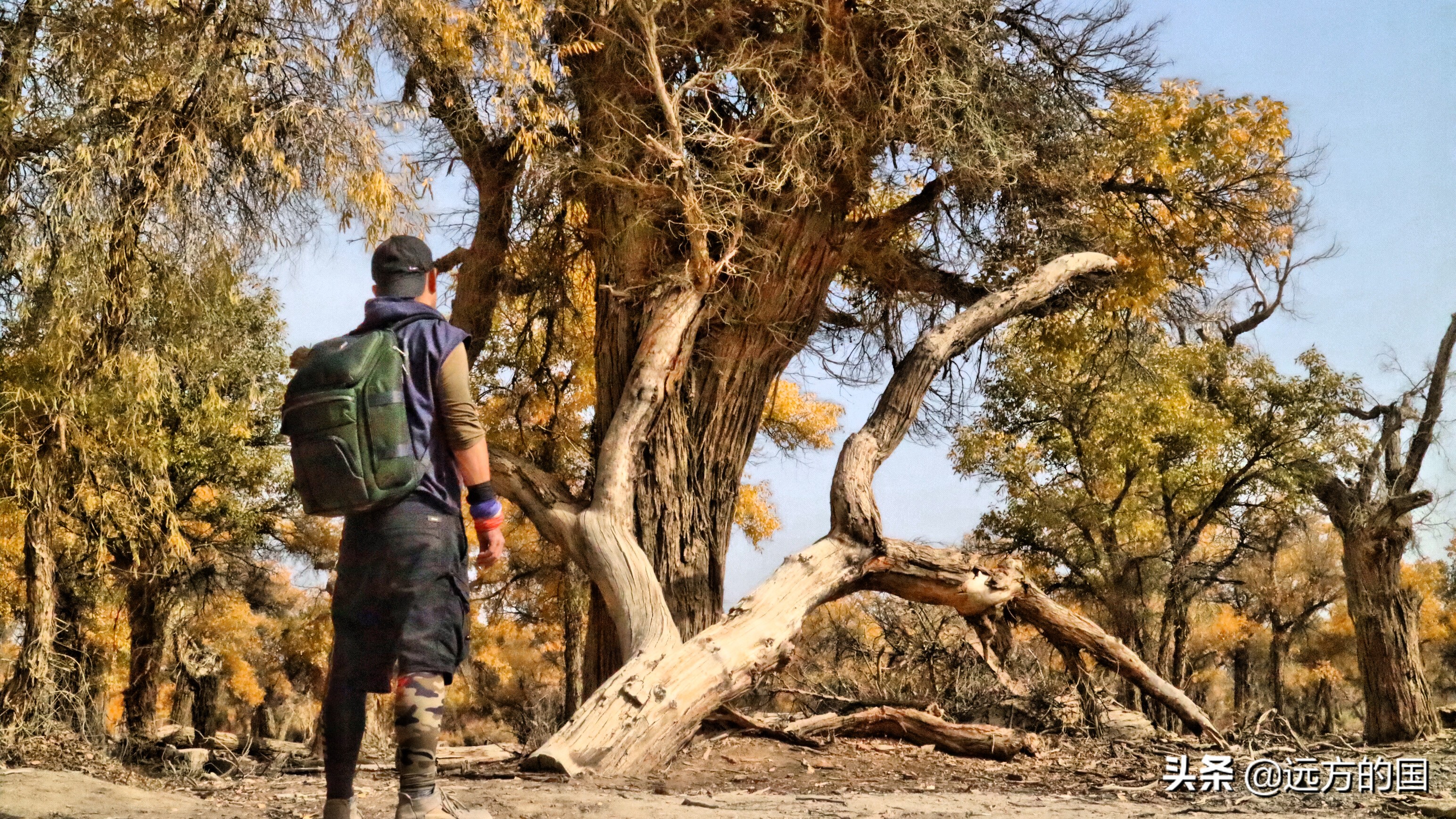 Chinese Populus euphratica looks to Xinjiang, which one is better?  ~ Populus euphratica forest in Tarim (1)