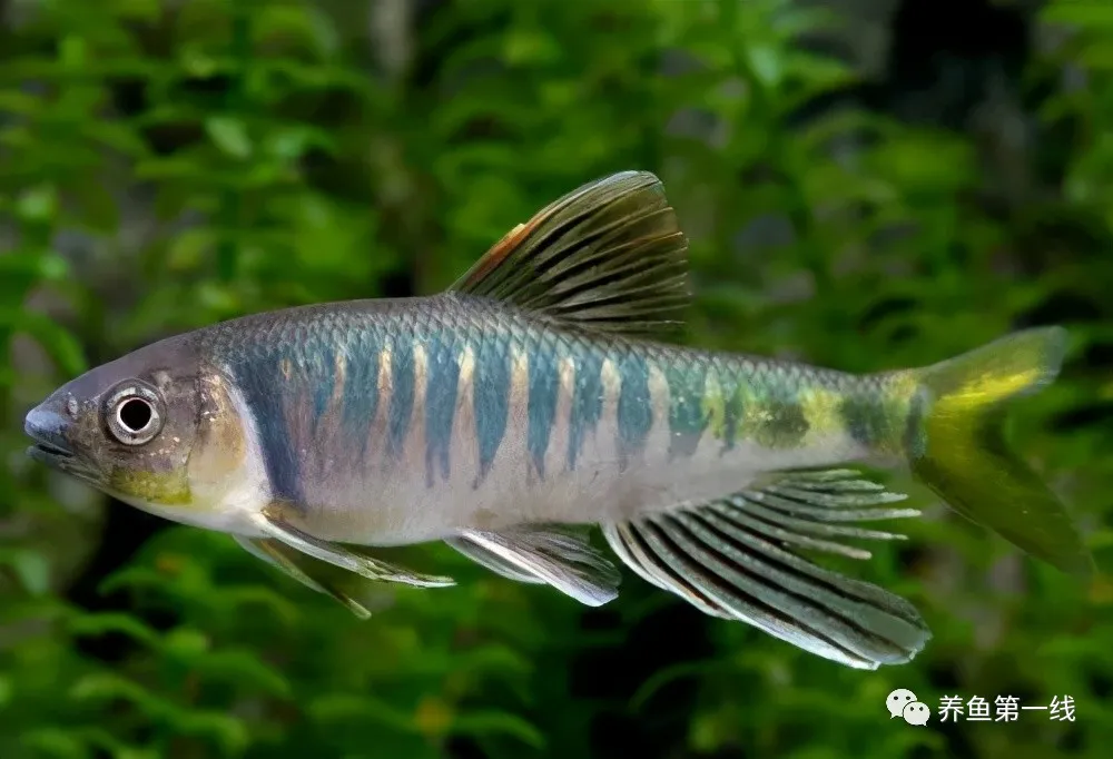 馬口魚：既是垂釣佳品，又是觀賞原生魚名品，還可美味食用