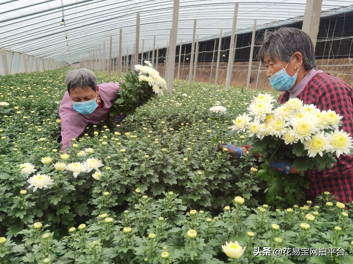 花易寶赴廣州 徐州 連雲港等黃白菊 百合主產區尋找優質貨源 花易寶網拍平台 Mdeditor