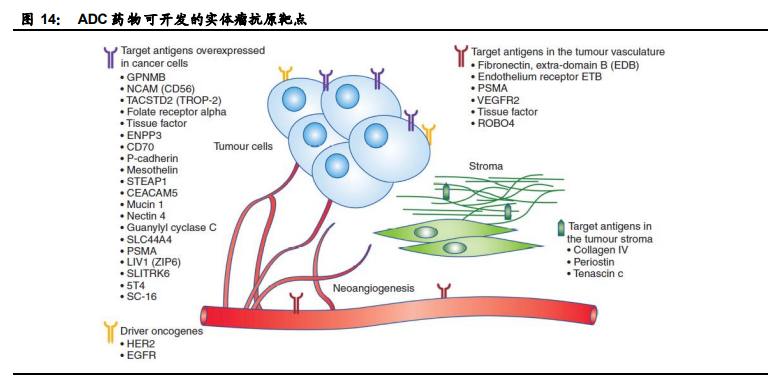 创新药行业专题报告：ADC药物迎来黄金时代
