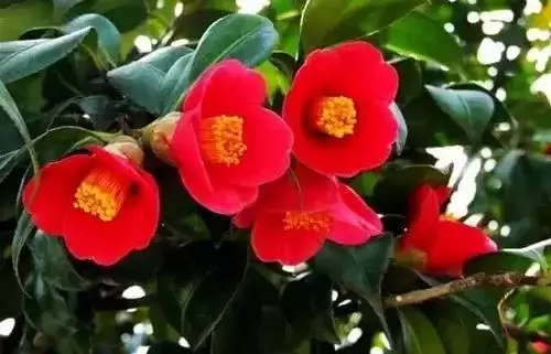 全國(guó)56個(gè)城市的市花，你是否全都了解？