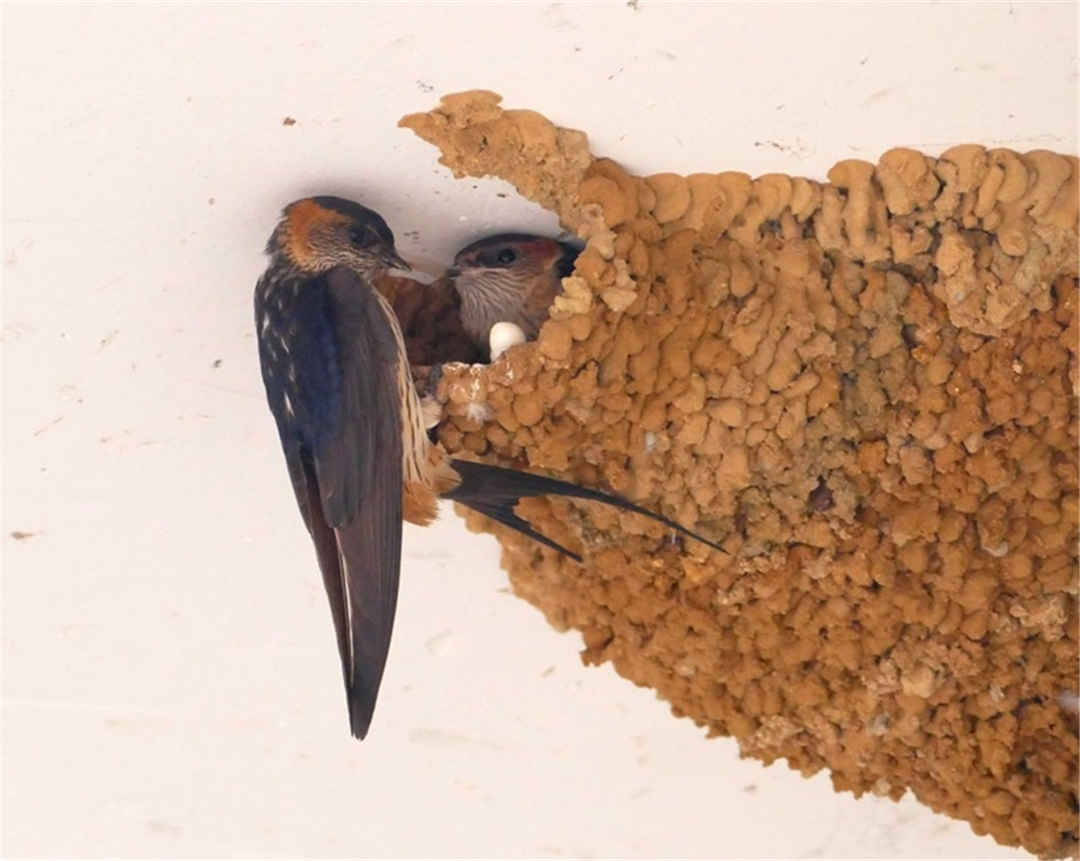 Why do swallows like to build nests under human roofs?Is the meaning