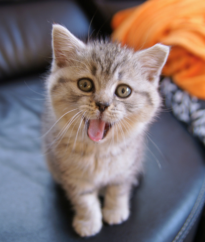 刚到家的小猫咪，一直咬人、抓人咋办？你需要了解一下