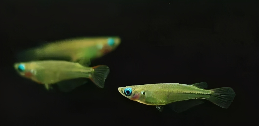 食蚊鱼和青鳉的区别食蚊鱼是不折不扣的外来入侵物种青鳉则濒临灭绝