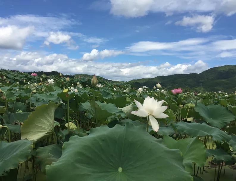 哪些农业景观需要保护？如何营造农业景观？