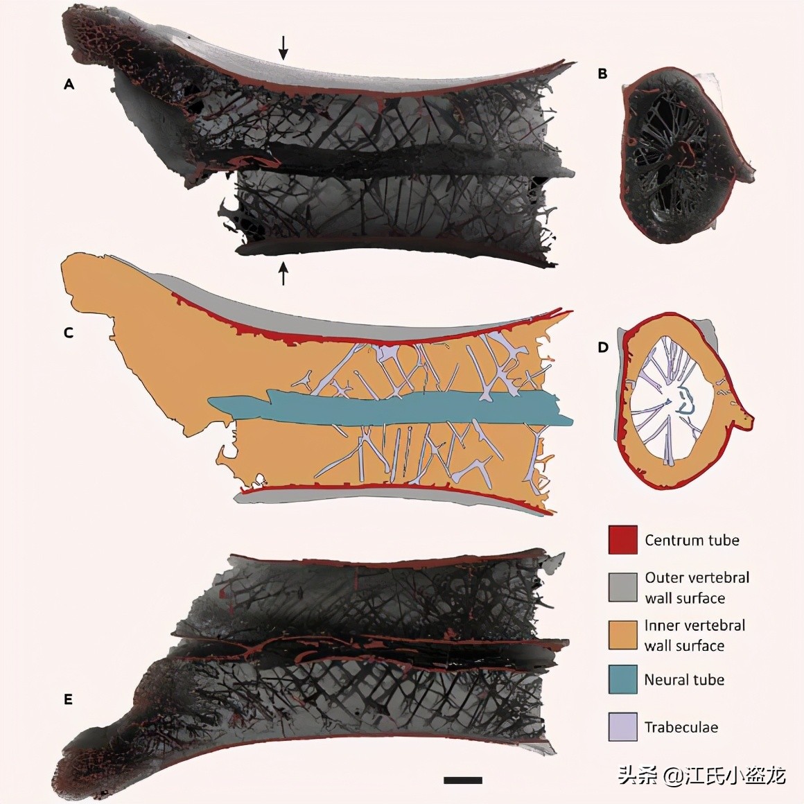 古生物學家揭開超級翼龍脖子中的奧秘