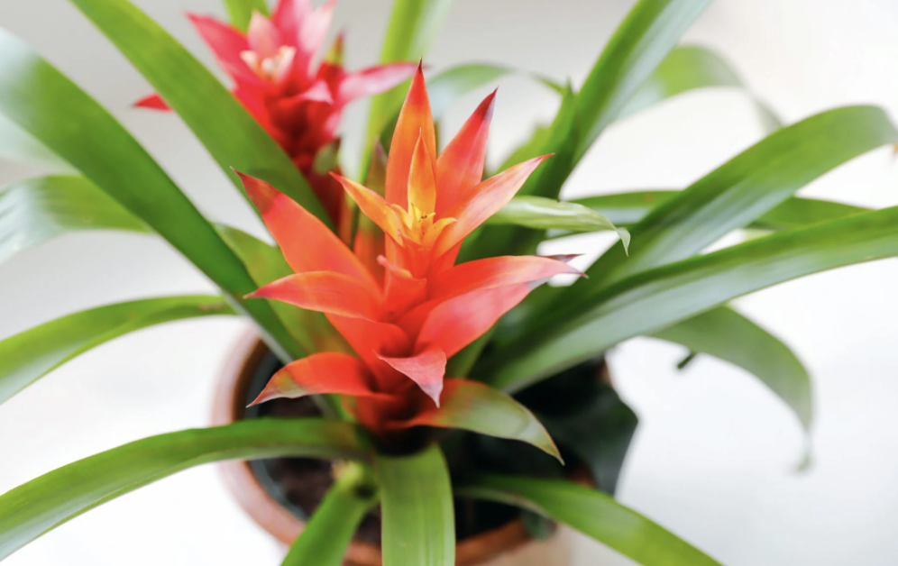 15种美丽可爱的开花植物 非常适合在室内种植 自然生活日志 Mdeditor