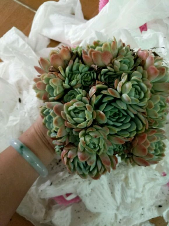 网购花卉易“受骗”，生气又费钱？教你3点别再“看走眼”