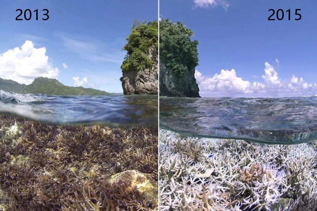地球出事了，珊瑚显示出生物大灭绝特征，或迎来第六次生物大灭绝