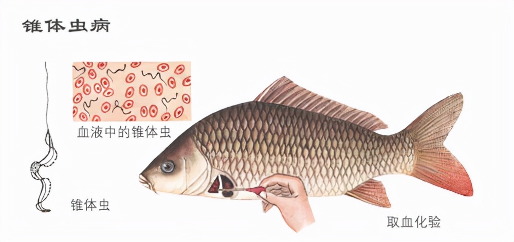 鱼类锥体虫病的危害与临床症状及诊断