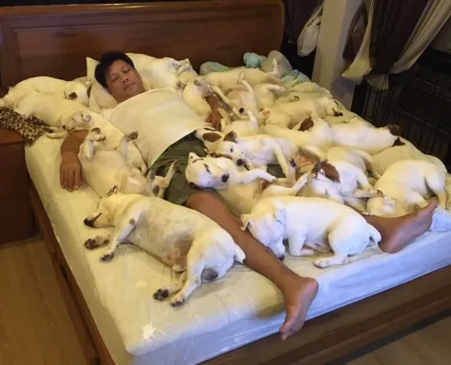 男子一口气养了20只狗，把整张床都铺满了：连买被子的钱都省了