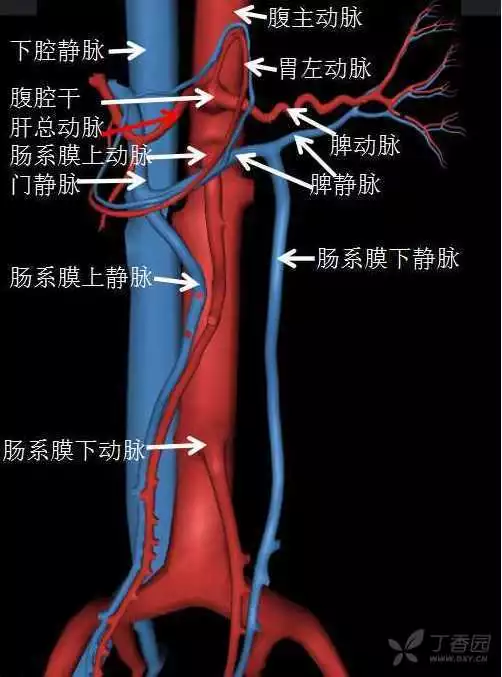 掌握这篇解剖，晋级腹部CT影像诊断高手（精细版）