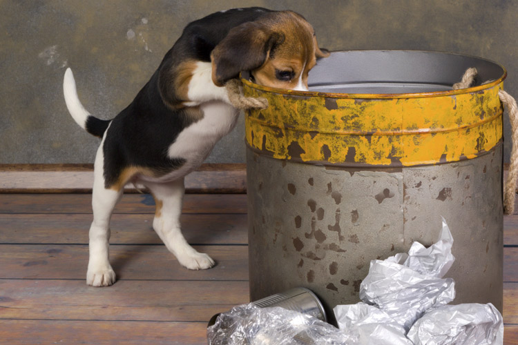 狗狗爱翻垃圾桶，不一定是拆家，可能是太想念主人了