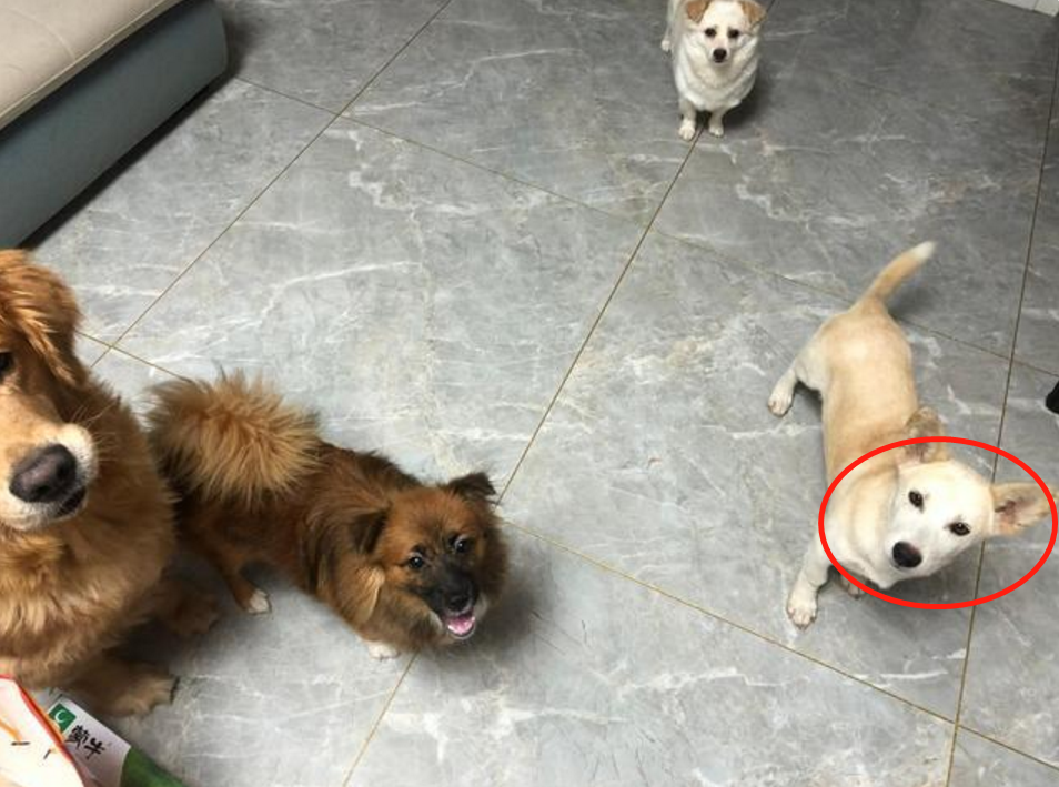 宠物犬被丢弃后，它自己能明白吗？会不会跟其它流浪狗诉苦