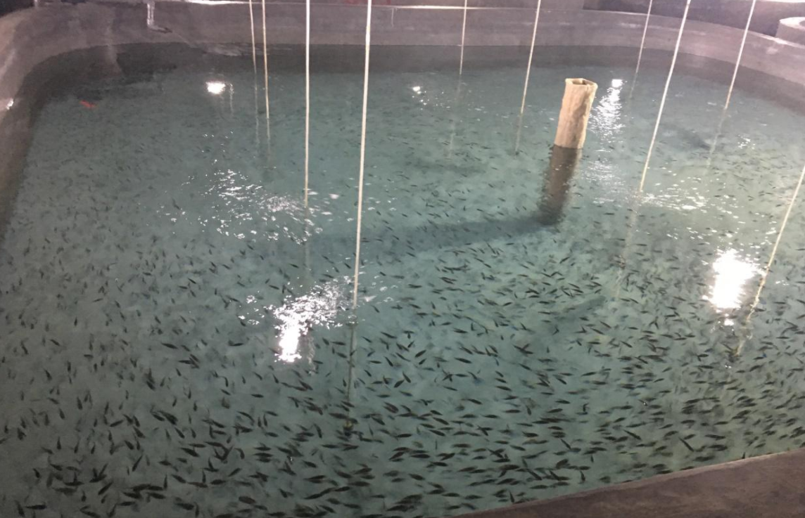 福島黑鲉魚禁止上市，日本核廢水早就排放了，是真的？危害多大？