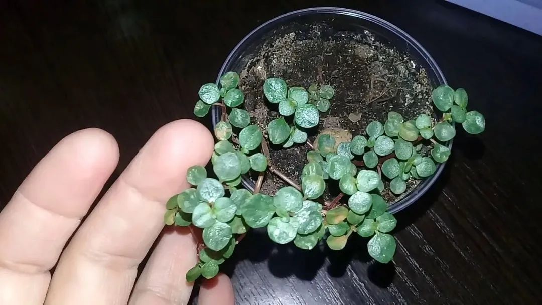 The graygreen cold water flowers with the leaves like small coins are