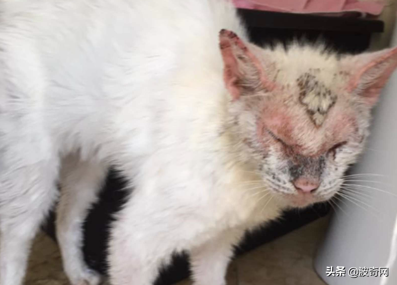 收养了只 失明 流浪猫它睁开眼睛时惊艳了所有人 动物趣闻 趣闻吧