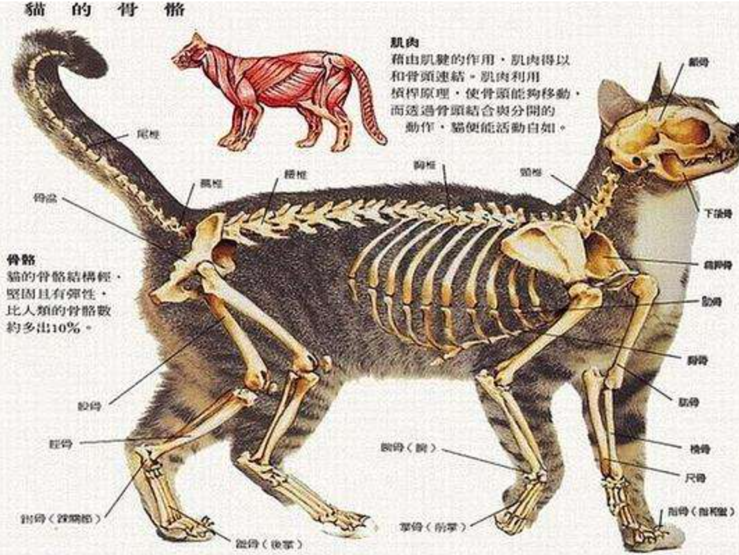 一窩貓可能有5個“爹”，貓發情期就2、3天，母貓為何那麽渣？