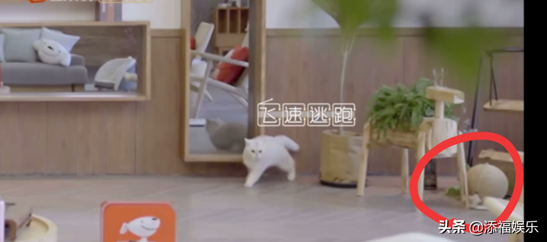 易烊千玺“老父亲”名号实锤，在线教训猫咪“女儿”，温柔且霸道