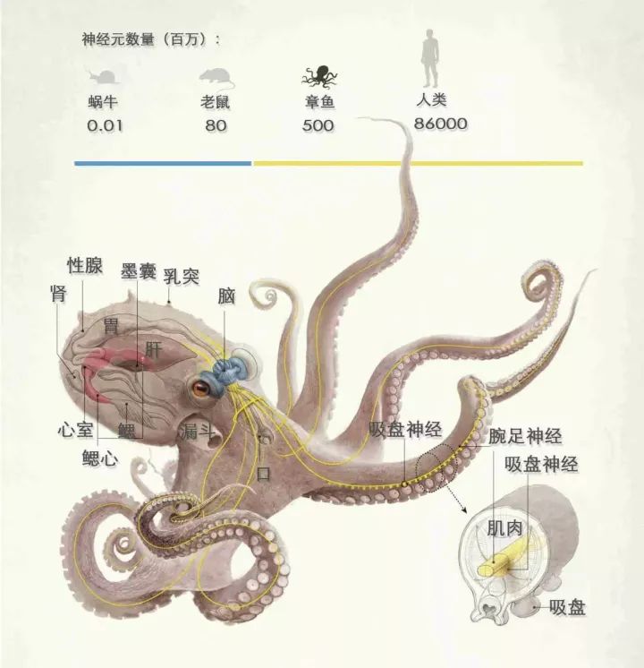章鱼为什么没有进化出文明，科学家：繁殖方式出了问题