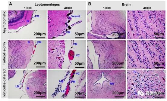 解析：黑斑蛙养殖中脑膜炎疾病(青蛙“歪头病”)的致病机理